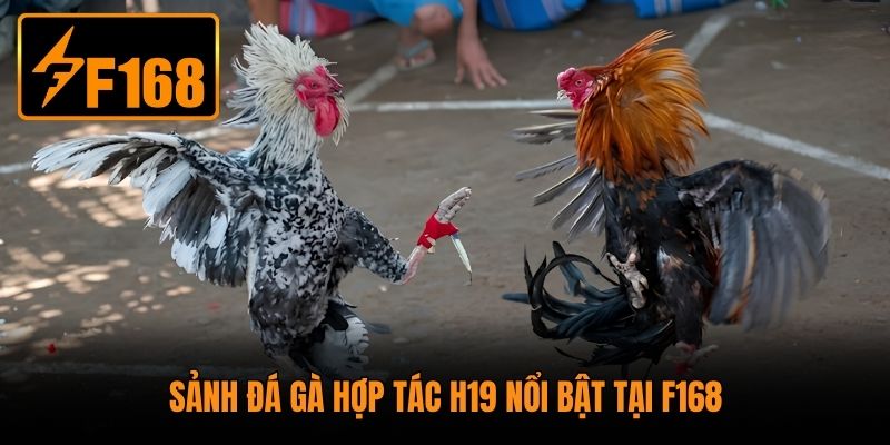 Sảnh đá gà hợp tác H19 nổi bật tại F168